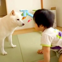 赤ちゃんと遊ぶ犬→うっかり手を踏んでしまったら…まさかの『仕返し』が面白すぎると34万再生「ガン見ｗ」「気まずくて草」「声あげて笑った」