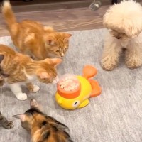 猫たちが『オヤツが出るおもちゃ』を囲んでいたら、犬が…まさかの『配給係』になる光景が可愛すぎると反響「お利口さん」「頑張ってるの可愛い」
