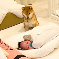 眠る赤ちゃんの隣でたたずむ犬→『見守ってる』と思いきや…いなくなった瞬間にみせた『まさかの行動』が63万再生「順番待ちで草」「愛おしい」