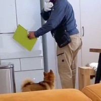 業者さんが家の点検に来たら、犬がついて行って…絶対仕事にならない『まさかの行動』が44万再生「私が毎日点検してますって言ってる」と反響