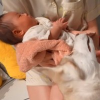 生まれたばかりの赤ちゃんと『初めて触れ合った大型犬』→ベビーシッターのような『尊い行動』が6万再生「お利口すぎる」「感動した」と絶賛