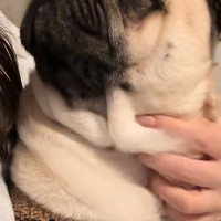 電話しているフリで『犬が好きな言葉』を言った結果…おもしろ可愛い『リアクション』が210万再生「お話ちゃんと聞いてる」「島忠ｗ」と反響