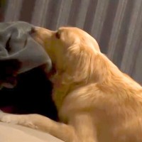 どうしてもパパとベッドで寝たい大型犬→自力で登ろうとせず…甘えん坊すぎる光景と『衝撃の寝顔』が43万再生「最後ｗｗｗ」「子供みたい笑」