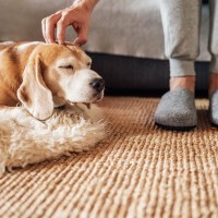 犬を『撫でてはいけない』タイミング６選　スキンシップがNGな理由や考えられるリスクまで