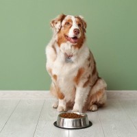 犬の『座り方』でわかる心理5つ　見逃したくない危険な体勢まで解説