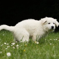 犬が『おしり歩き』をする原因４選　床に擦り付けるのはなぜ？病院へ連れて行くべき症状まで解説