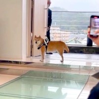 『マイペースといわれる柴犬』がリングドッグに挑戦→言うことを聞かないかと思いきや『まさかの光景』が397万再生「感動」「よく頑張った」