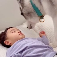 お昼寝中の小さな男の子→大型犬が『起こさないように』と隣にやってきて…あまりにも愛おしい瞬間に反響「尻尾でナデナデ…」「なんて優しい」