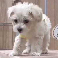 『たれ耳の子犬』を飼ったと思ったら…完全に想定外な『別の動物に変化したような光景』が157万再生「まさかのｗ」「可愛さ100倍になった」