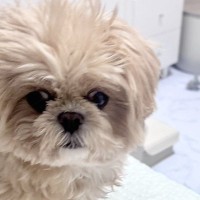 目眩がして横になっていたら、犬が近くにきて…思わずキュンとしてしまう『まさかの行動』に感動「思いやりを見習いたい」「優しくて素敵」