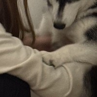 『台所に忍び込んだこと』がお母さんにバレたハスキー犬→子どものような『お説教中の光景』に3万いいね「ピンチで可愛いｗ」「どんまいｗ」