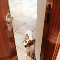 犬が飼い主を『出待ち』する理由５選　愛犬が待ち構えているときの心理や対処法まで