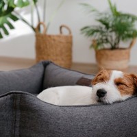 犬にとっての『最高な寝床』５選　快適な睡眠環境を作るために飼い主ができることまで