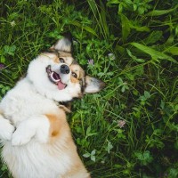 犬が日常で『幸せ』だと感じる5つの瞬間　幸福感が高まっているときにみせる行動とは？