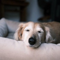 犬の老化が進む『タブー行為』5選　避けるべき絶対NG行動や飼い主が見直すべき暮らし方まで