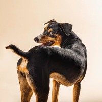 犬が『くるくる回る』理由5選　同じ場所を回り続けるのはなぜ？対処法まで