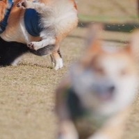 『情報量多すぎｗｗｗ』ドッグランで遊ぶ犬たちを撮影→想定外なハプニングが『大渋滞』している光景に13万いいね集まる「躍動感がｗ」と爆笑
