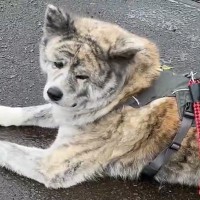 『ご近所のばあちゃん家に寄りたい』という大型犬→思ってもいなかった『感謝』が尊いと30万表示「すっごく嬉しいと思う」「素晴らしい」と称賛