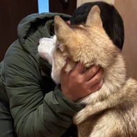 性格が正反対な『シベリアンハスキーの親子』→パパが出かけると…違いが顕著に表れる光景に反響「めっちゃ事務的で草」「面白すぎるｗ」と爆笑