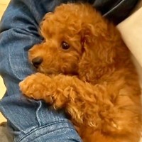 片手で抱っこできるほど小さかった赤ちゃん犬→５年後…まさかの『衝撃的なビフォーアフター』に反響「可愛さは変わらない」「チャーミング」