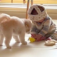 赤ちゃんと犬を『こっそり隠し撮りした』結果→ふたりでおもちゃを…心が通じ合っている『幸せに溢れた光景』に反響「優しい世界」「癒される」