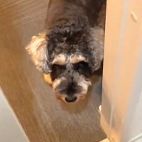 ママのお風呂上がりは『ドアの前』で待機している犬→パパが出た結果…まさかの『あからさますぎる態度の違い』に爆笑「差をつけられてるｗ」