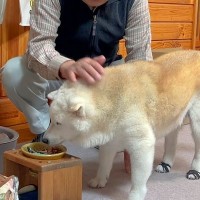 強面顔のおじいちゃんが『犬にごはんをあげる』瞬間に…見た目とは裏腹な『表情と声』に反響「泣かせるなよ…」「メロメロｗｗ」と２万再生