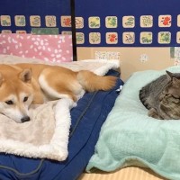ふかふかの寝床でくつろぐ犬→水を飲みに行った瞬間、猫が…まさかの展開で『哀愁漂う光景』が62万再生「思った以上の悲壮感ｗ」「ぽつん」
