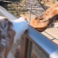 初めて『動物園』にやってきた2匹の犬→楽しすぎて…まるで『小さな子ども』のような行動が5万再生「お友達天国ｗ」「お目目キラキラで最高」