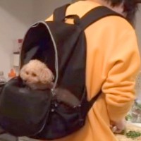 抱っこが大好きな6歳の犬→家事をしている間、バッグに入れてあげると…まるで赤ちゃんのような光景が13万再生「幸せそう」「ホッコリした」