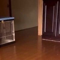 忘れ物をしたので、家に帰った結果→犬が玄関で…あまりにも愛おしい『お出迎えの光景』が248万再生「足音たまらん」「癒された」と絶賛