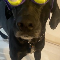 『パーティー用サングラス』を大型犬にかけてみた結果→似合いすぎている『アニメのような表情』に1万いいね「ピクサー感ｗ」「アメリカン」