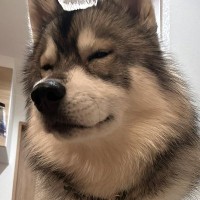 気持ちよさそうにおすわりしている大型犬の子犬→足元を見てみると…まさかの光景が13万表示「座り心地は良さそうｗ」「可愛いｗｗ」と絶賛