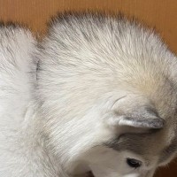 ワクチン接種のために注射をしたハスキー犬→帰宅後にみせた『まさかの落ち込み具合』に3万いいね「予想より落ち込んでたｗ」「めちゃ可愛い」