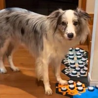 何かを言いたそうにしている犬→『声が出るボタン』を使って…あまりにも賢すぎる『会話内容』が33万再生「人間の親子みたい」「凄すぎ」と驚愕