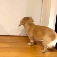 息子２人と『５ヶ月ぶりに再会』した犬→喜びが抑えられなくて…熱烈すぎる『大歓迎』に反響「早送り級のしっぽの振り方ｗ」「たまらない」