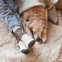 犬が『寒すぎる』と思っているときにみせるサイン5選　絶対知っておくべき間違った寒さ対策まで