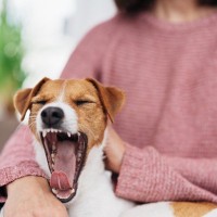 犬の『睡眠の質』が悪くなっているときのサイン5つ　寝不足による愛犬への悪影響まで