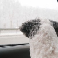 冬に『犬を車で留守番』大丈夫なの？知っておくべき安全対策や考えられるリスクまで