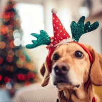 犬との『クリスマス』絶対NG行為3選　飼い主がやってはいけないタブー行動とは？トラブルを防ぐ方法まで