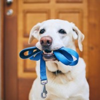 『散歩好きな犬』がよくする行動3つ　どうやって判断するの？充実した散歩をさせるためのポイントまで