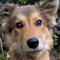 ガリガリで毛並みも悪かった保護犬→大切にお世話した結果…まさかの『別犬級に変化した光景』に「全然表情が違うね」「最高の笑顔」と絶賛