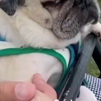 リフトに乗る犬→高いところが怖くて…まるで世界の終わりのような『絶望顔』が75万再生「人間みたいｗ」「生きた心地してなさそうで草」