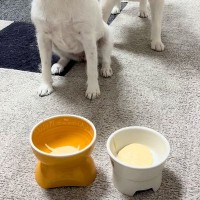 ヨーグルトの前で『待て』をする2匹の犬→『ヨシ』と言っているのに…まさかの光景が49万再生「静止画かな？ｗｗ」「くつろぎ出してワロタ」