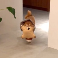 家に帰ると、犬が毎回お出迎えしてくれて…とんでもなく尊い『おかえりなさい』の行動が131万再生「お目目が最高すぎる」「可愛すぎて苦しい」