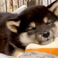 店員さんに『大人しい子です』と言われた赤ちゃん犬を飼った結果…まさかの『猫を被っていた様子』が185万再生「荒ぶりｗｗ」「元気が一番」