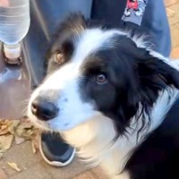 車の運転に疲れたのでSAで休憩→犬が何か言いたそうに…人間以上な『まさかの気遣い』が73万再生「天才か」「めちゃ優しい」「賢すぎる」