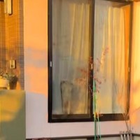 家に帰ったら、チワワが窓から一生懸命に…何度でも見たくなる『全力のおかえりなさい』が51万再生「なんて愛おしい」「抱きしめたい」と反響