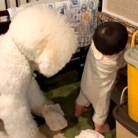 赤ちゃんが『おむつにいたずら』しているのを発見した大型犬→もはや人間のような『困惑の表情』が192万再生「平和だなあ」「可愛すぎるｗ」