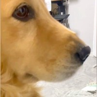 ママに甘える大型犬→自分のサイズをわかってなくて…完全に『小型犬だと思い込んでいる光景』に反響「ママさんが大好きなんよ」「幸せの重み」